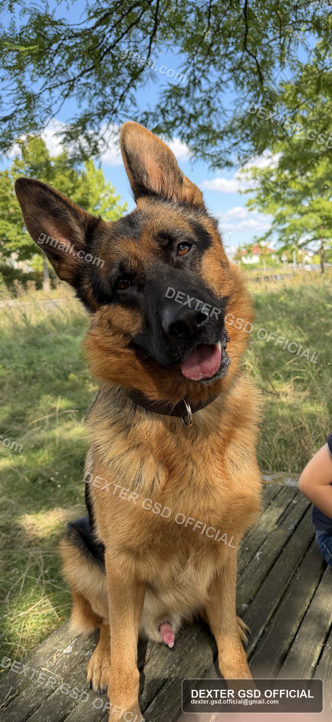 Dexter, Deutscher Schäferhund, Portrait im Grünen